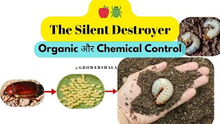 White Grub Control Insecticide and Organic  White Grub Life Cycle | White Grub Control in Hindi