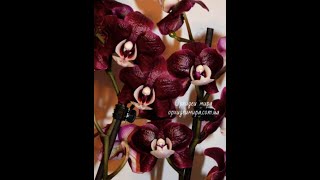 Чёрная орхидея фаленопсис Phal. Kaoda Twinkle или Phal. Black Widow