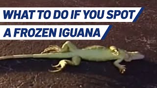 What to Do If You Spot a Frozen Iguana