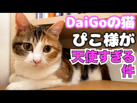 天使】小さいぴこ様 ドアップ撮影してみた①【DaiGo切り抜き】 - YouTube