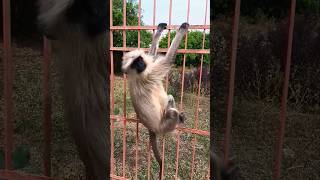 #funny #trending #youtube #shortvideos