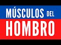 Musculos  del HOMBRO + REGALO! - Todo RESUMIDO! - Anatomia humana