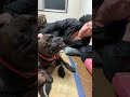 ブチギレ犬にゴロンさせてみた