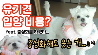 유기견 입양 비용은 얼마?! 땅콩 떼고도 웃는 개와 함께 알아보아요