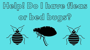 Fleas vs Bed Bugs: How to Tell Them Apart