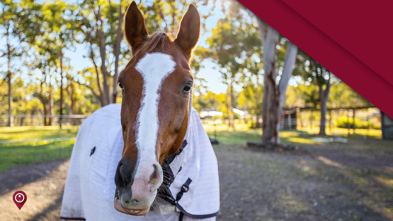 Acreage For Auction Close to M1 - Central Coast NSW - Wiseberry Real Estate