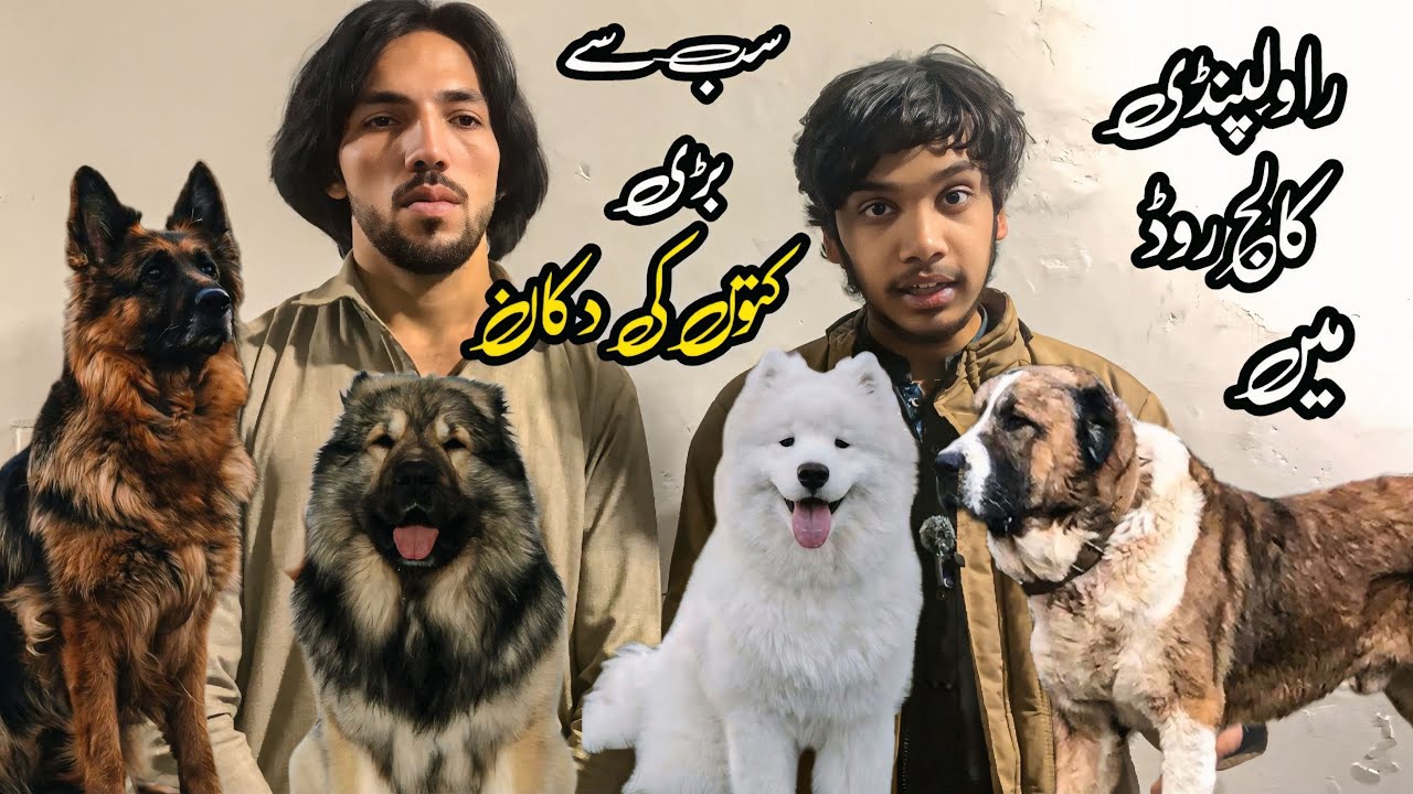 Rawalpindi College Road | Biggest Dog Shop In 2026 | Shahzain Animals Vlogs 