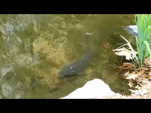 #부천#상동#시민의강#잉어 Bucheon Sangdong Citizen's River Carp