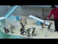 おたる水族館　ペンギンショー　2014