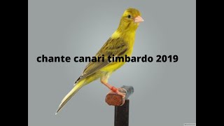 chante canari timbardo غناء كناري تمبرادو