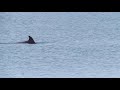 Огромный дельфин вблизи берега! Имеретинский курорт. Сочи.