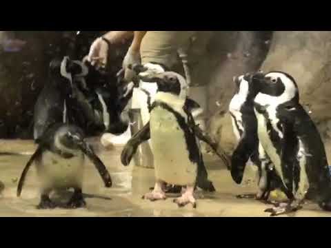 camera iphone 8 plus apk More cute penguins getting fed and swimming!