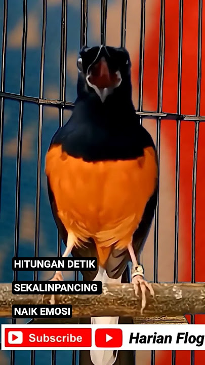 hitungan detik sekali pancing naik emosi murai batu gacor #short #shorts #shortsvideo #shortsfeed