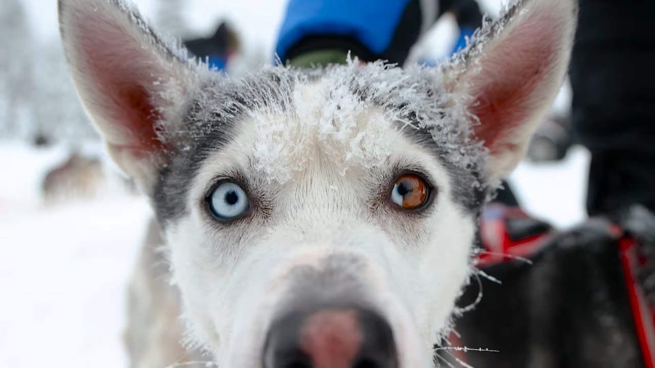 Bearhill Husky - Dog Sledding