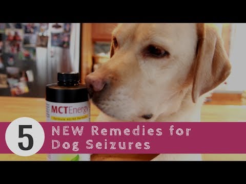 dog-seizures:-5-new-remedies