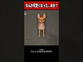 エイプリルフール限定で可愛さが増したイッヌ #shorts