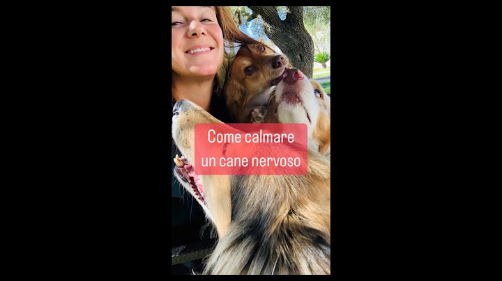 Come calmare un cane agitato?