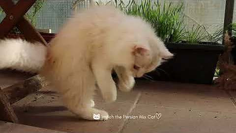 Video 11692101: persian mix kitten, persian cat mix, purr
