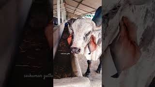 #dairy#farm#cow #baffalo #cattle #feed #farmer