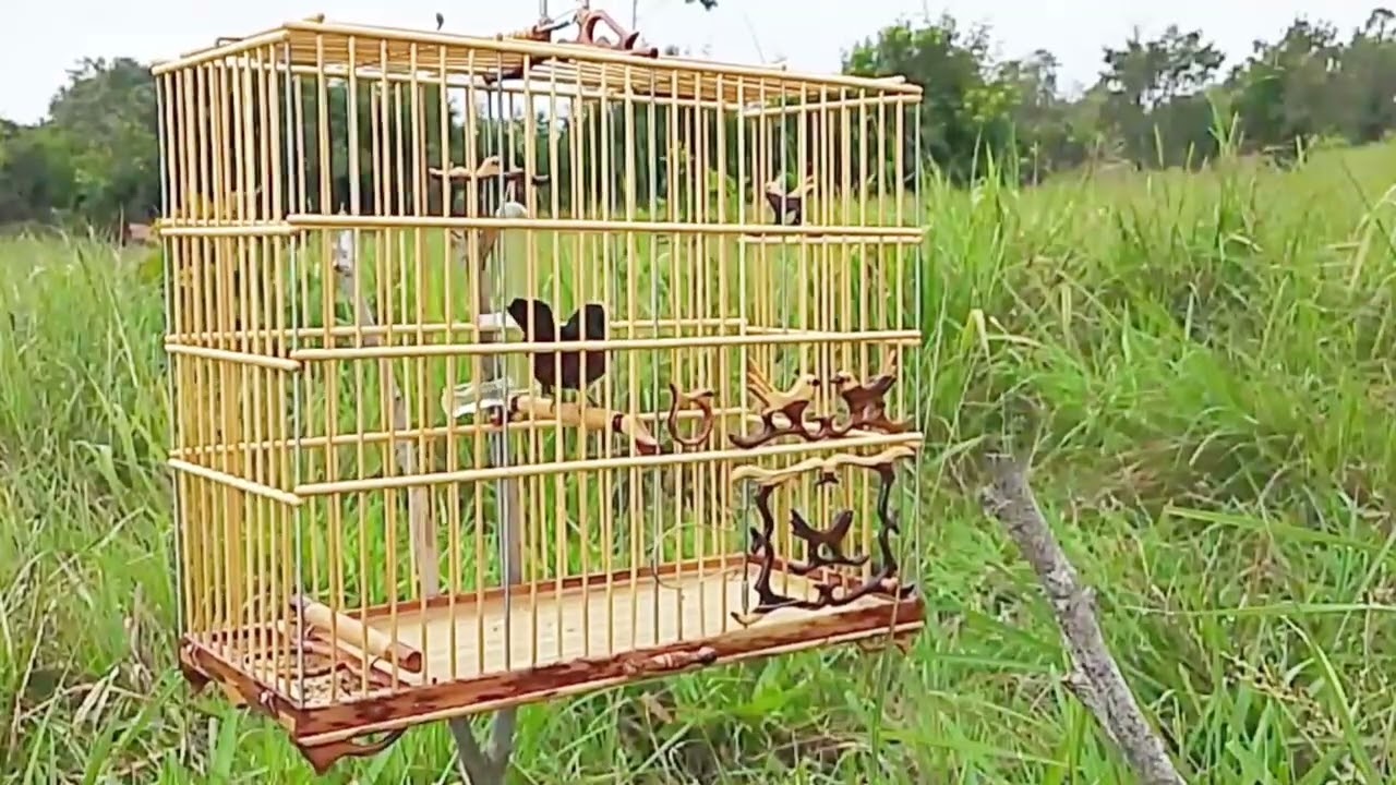 Nova contratação curió FARAÓ pegando pardo pelo de rater 