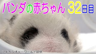 アドベンチャーワールド　パンダの赤ちゃん　32日目