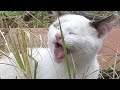 外で遊んだ後、母さん猫クロに甘える新入り子猫マメ