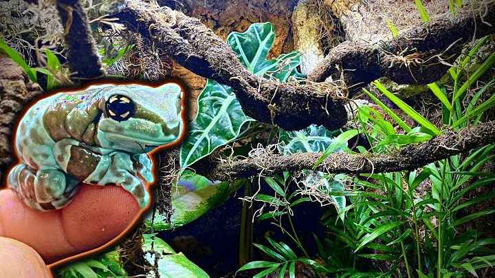Amazon Milk Frog Bioactive Vivarium Build (Step By Step)