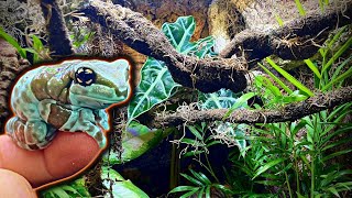 Amazon Milk Frog Bioactive Vivarium Build (Step By Step)