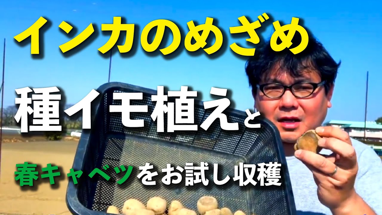 ジャガイモ（インカのめざめ）の種イモ植えます。春キャベツも初収穫