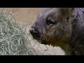 Wombat-ting Around: Adorable Antics of Our Favorite Marsupial!