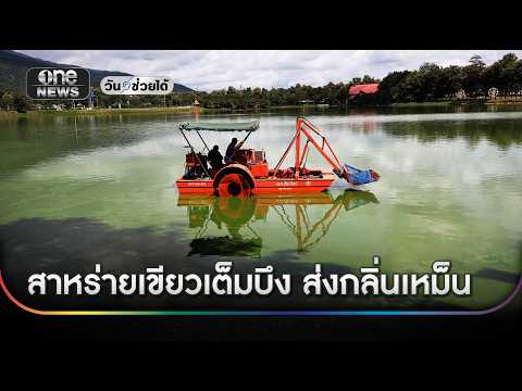 ชาวบ้านเดือดร้อน! สาหร่ายเขียวเต็มบึง ส่งกลิ่นเหม็น | ข่าวเย็นช่องวัน | สำนักข่าวววันนิวส์