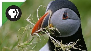 Puffins Pick the Perfect Home Puffins compete for the perfect piece of real estate where they can raise their young. 
Please LIKE and SUBSCRIBE if you enjoyed! http://bit.ly/1Adl6ht 
 **More info & videos below**

The Hebrides islands in Northwest Scotland are home to the largest puffin population in the U.K. Every year, the seabirds congregate in huge colonies in order to find a mate and secure the perfect piece of real estate to raise their young. 

"Animal Homes: Cities" premieres April 22, 2015 at 8/7c on PBS. Check your local listings.  http://www.pbs.org/wnet/nature/animal-homes/11674/

---

For full NATURE episodes, check out http://www.pbs.org/wnet/nature/ 

Facebook: http://www.facebook.com/pbsnature/ 
Twitter: http://twitter.com/pbsnature/ 
Tumblr: http://pbsnature.tumblr.com/ 
Instagram: http://instagram.com/pbs_nature/ 
-----------------

Nature is a production of THIRTEEN for PBS. Throughout its history, Nature has brought the natural world to millions of viewers. The PBS series has been consistently among the most-watched pr