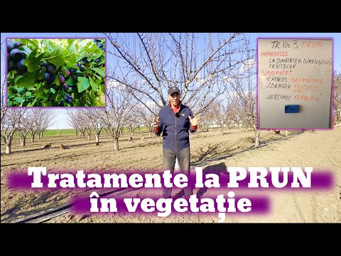 Video: Pomii de sequoia își pierd frunzele?