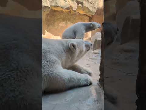 【静岡市立日本平動物園】フワフワ💕かわいいお顔でこちらを見てくれるホッキョクグマのバニラ🐻‍❄️　#shorts