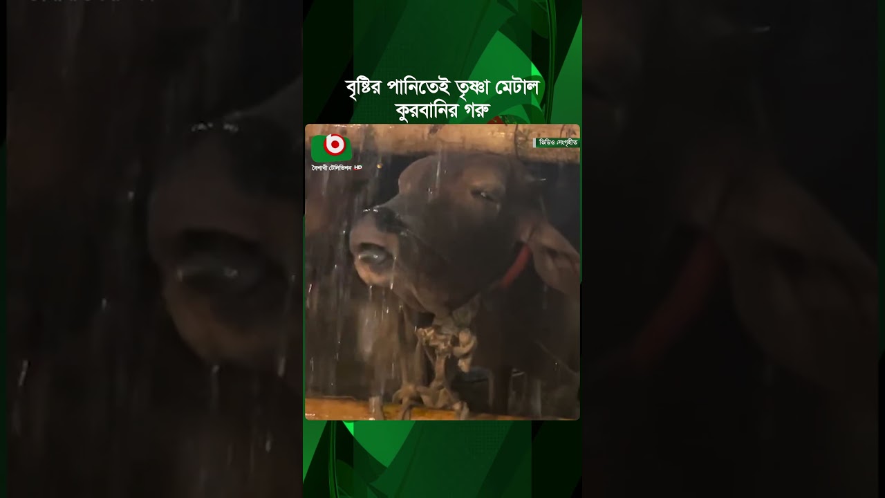 বৃষ্টির পানিতেই তৃষ্ণা মেটাল কুরবানির গরু, ভিডিও ভাইরাল | Thirsty Cow | Rain | Viral Video