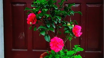 NHỮNG BÔNG THÂM HỒNG BÁT DIỆN ĐẦU TIÊN ĐÃ NỞ - VKC 0988015061