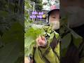 Hiền quá bị Cám ăn hiếp #rausach #cuocsonglangque #nhacam #langque