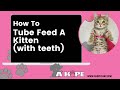 How to Tube Feed A Kitten With Teeth