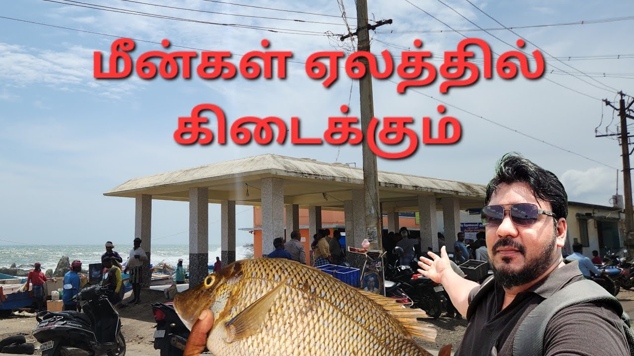 கடியப்பட்டணம் மீன் ஏலம் Kadiapattinam Fish Market @jackwesvlogs #fishmarket #kanyakumari 