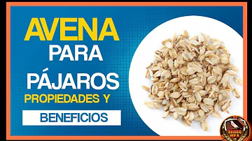 ¿Se puede dar avena a los pájaros?