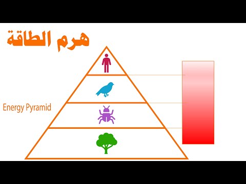 ما هرم الطاقة؟ُ Energy pyramid