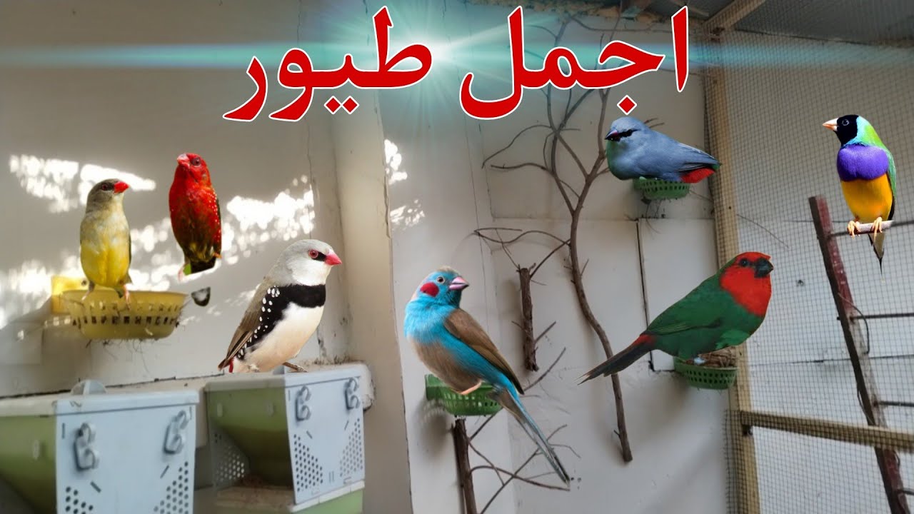 انواع طيور الفنشات داخل المحمية 🐦🦜