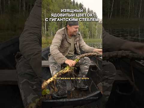 Гигантское ядовитое растение, которое на Севере добавляли в еду #shorts