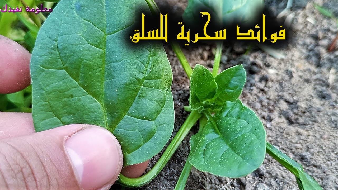 منافع السلق العظيمة هذا الكنز الرائع فوائد السلق وبعض اضراره ؟؟