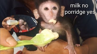 baby monkey stinky was given sisu insteadchose porridge