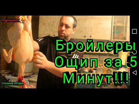 Как ощипать кур в домашних условиях