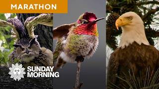 All things birds from “CBS Sunday Morning”