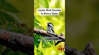 Iconic bird sounds in every state #birds