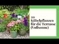20 Kübelpflanzen für die Terrasse (Vollsonne und Sonnige Standorte)