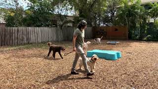 Ivy | Goldendoodle by The Doghouse LLC 46 views 1 month ago 5 minutes, 53 seconds